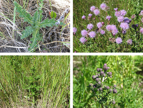 Canada Thistle