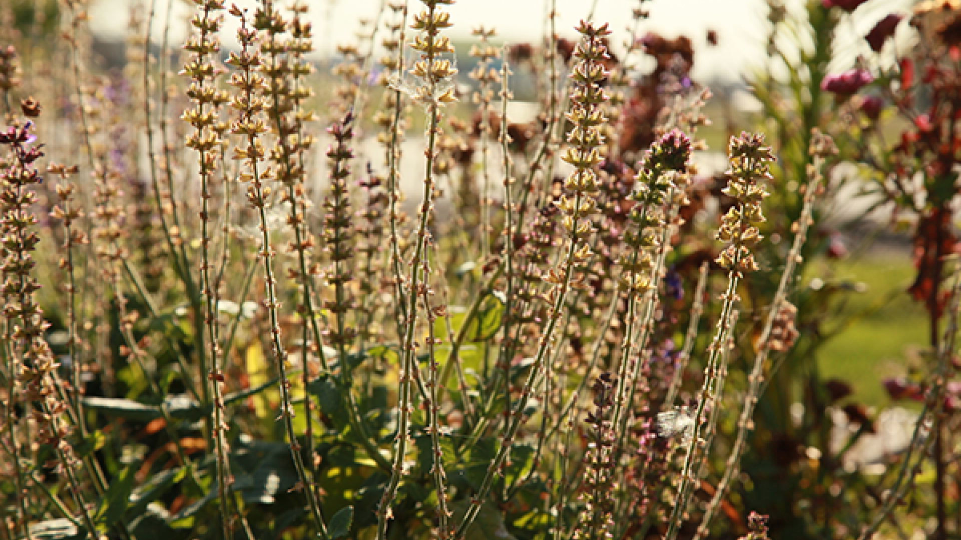 agriulture