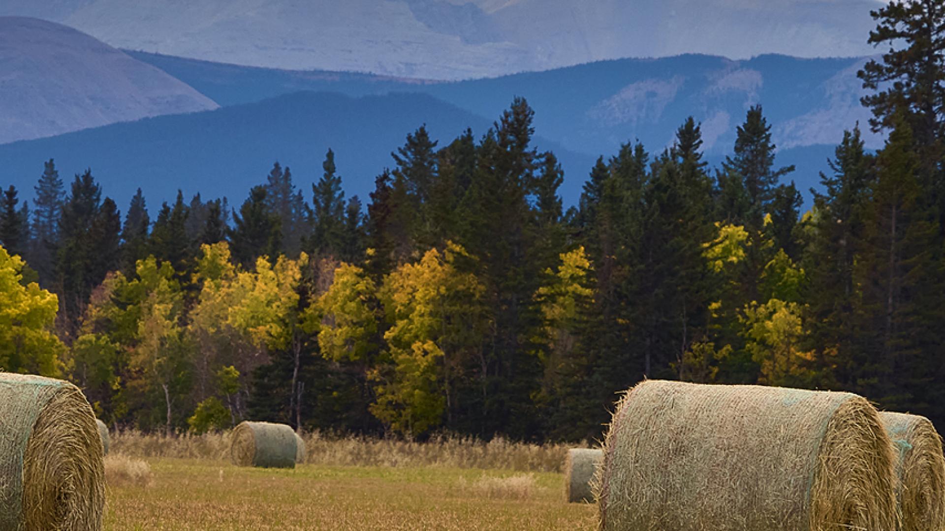 Hay bales on a field with pine trees and mountains in the background.