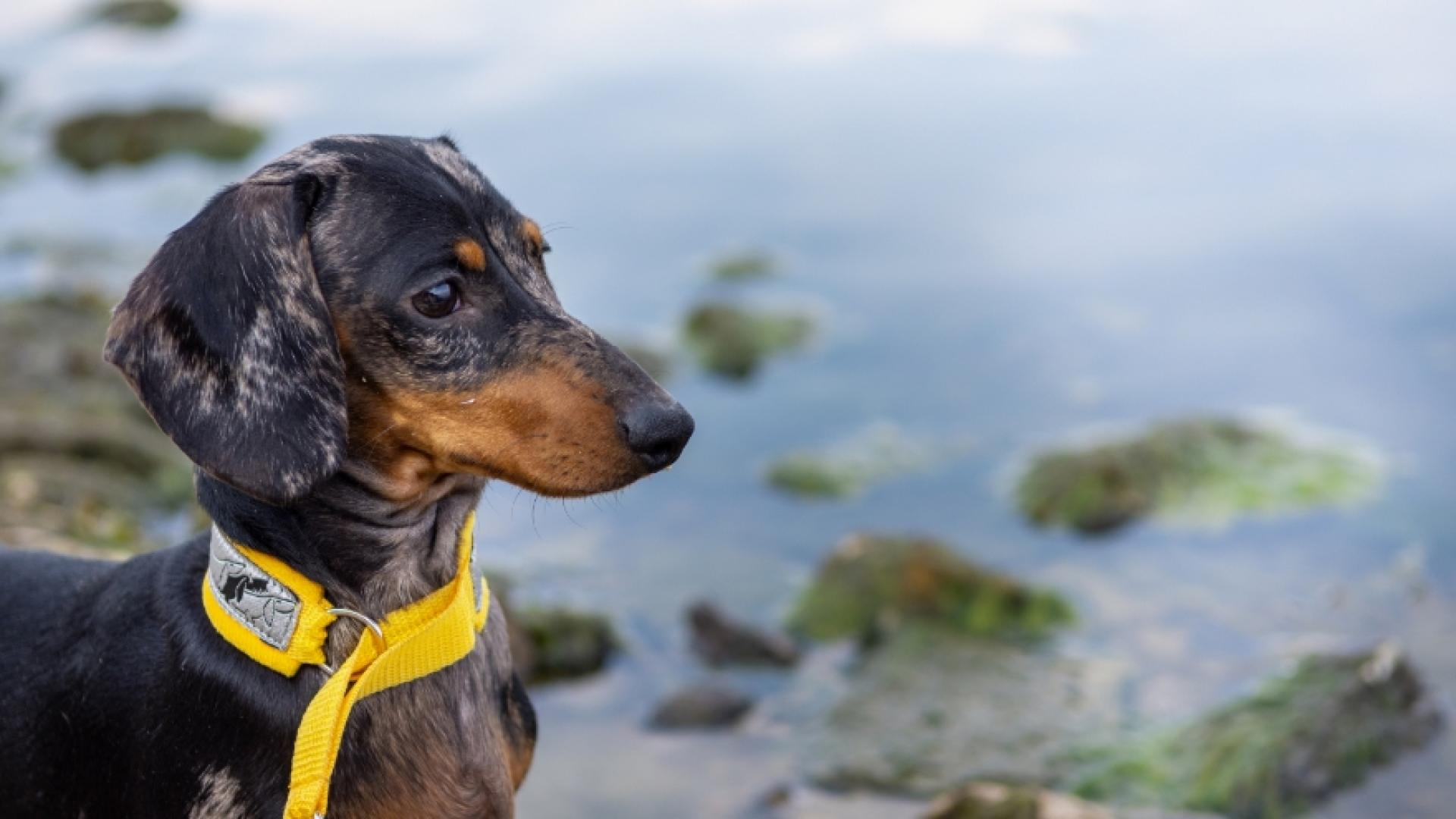 Dachshund with yellow harness by a rocky shoreline.