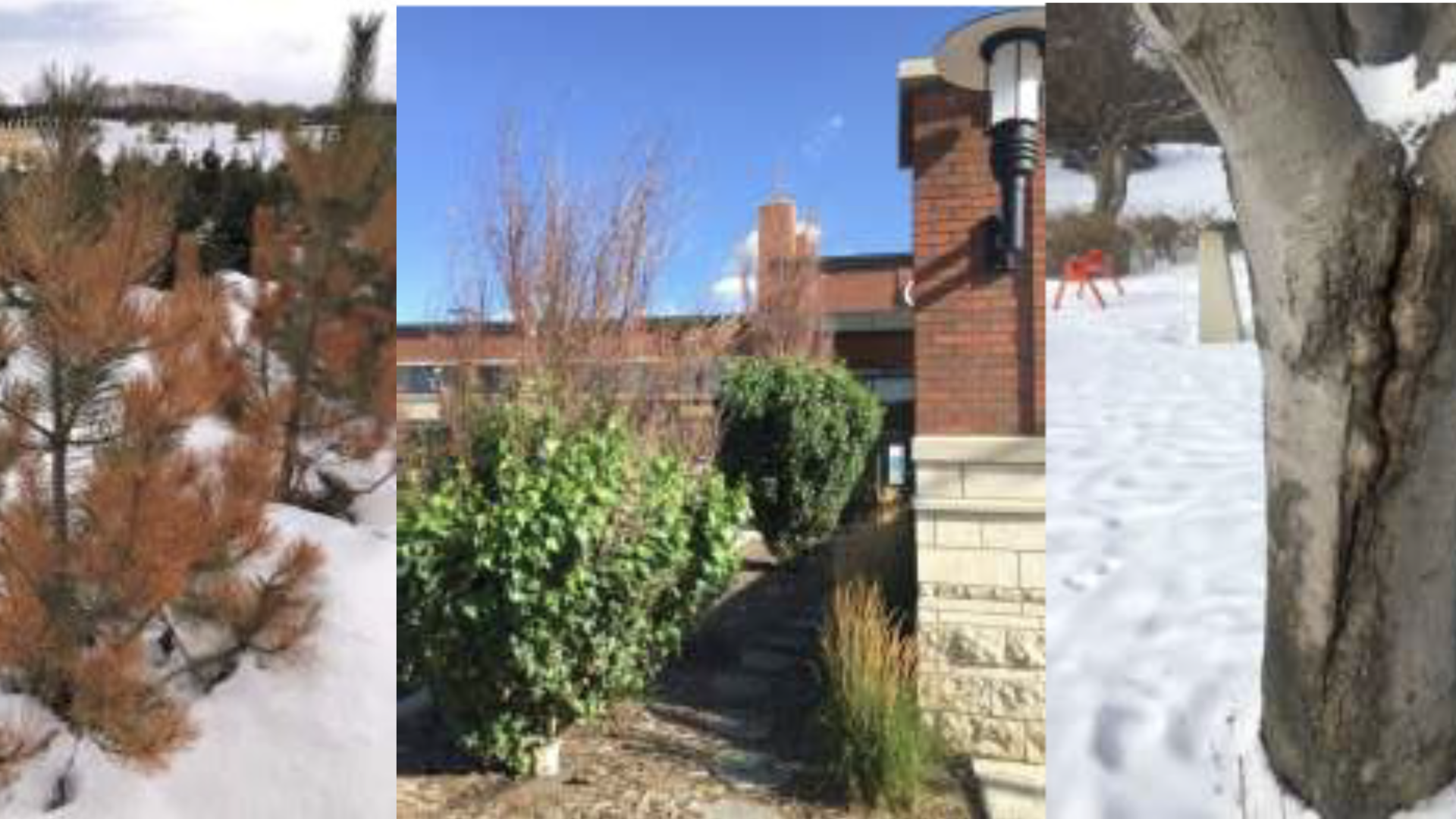 Impact of Freezing and Thawing on Trees