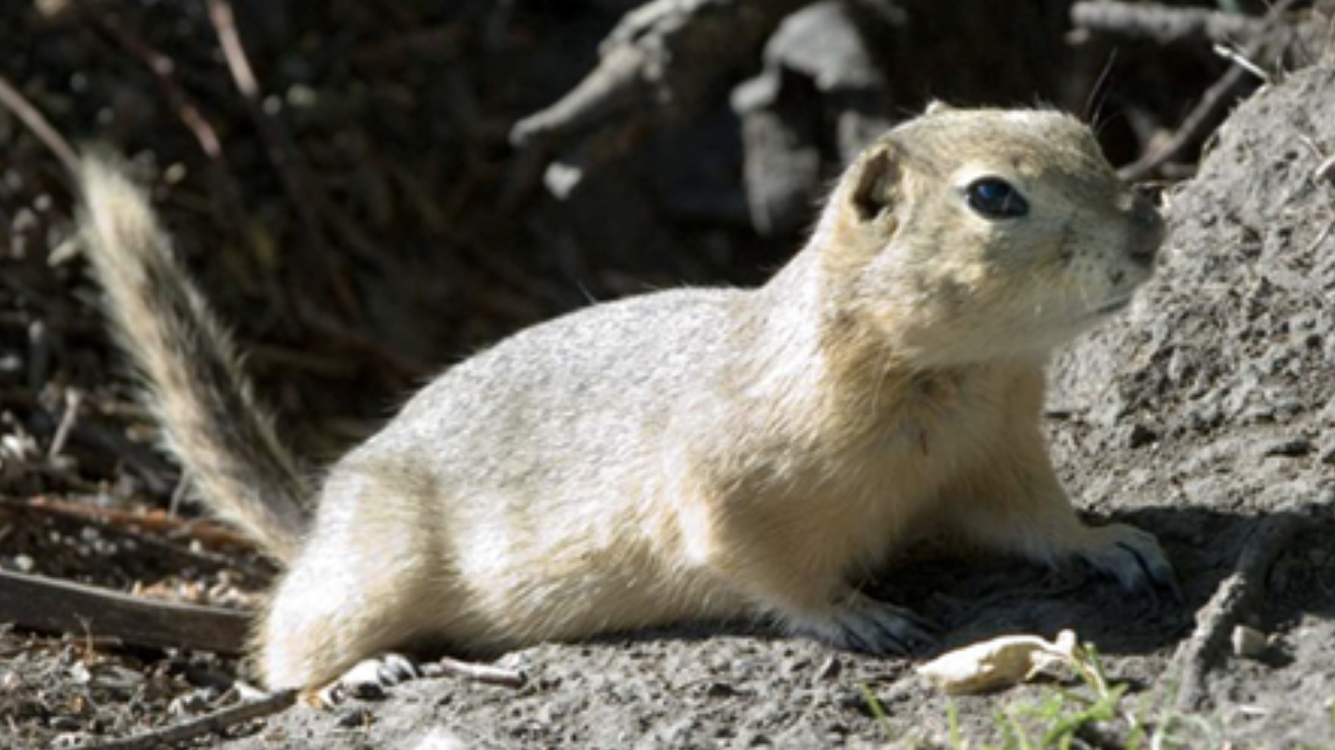 Richardson’s Ground Squirrel Management in 2026