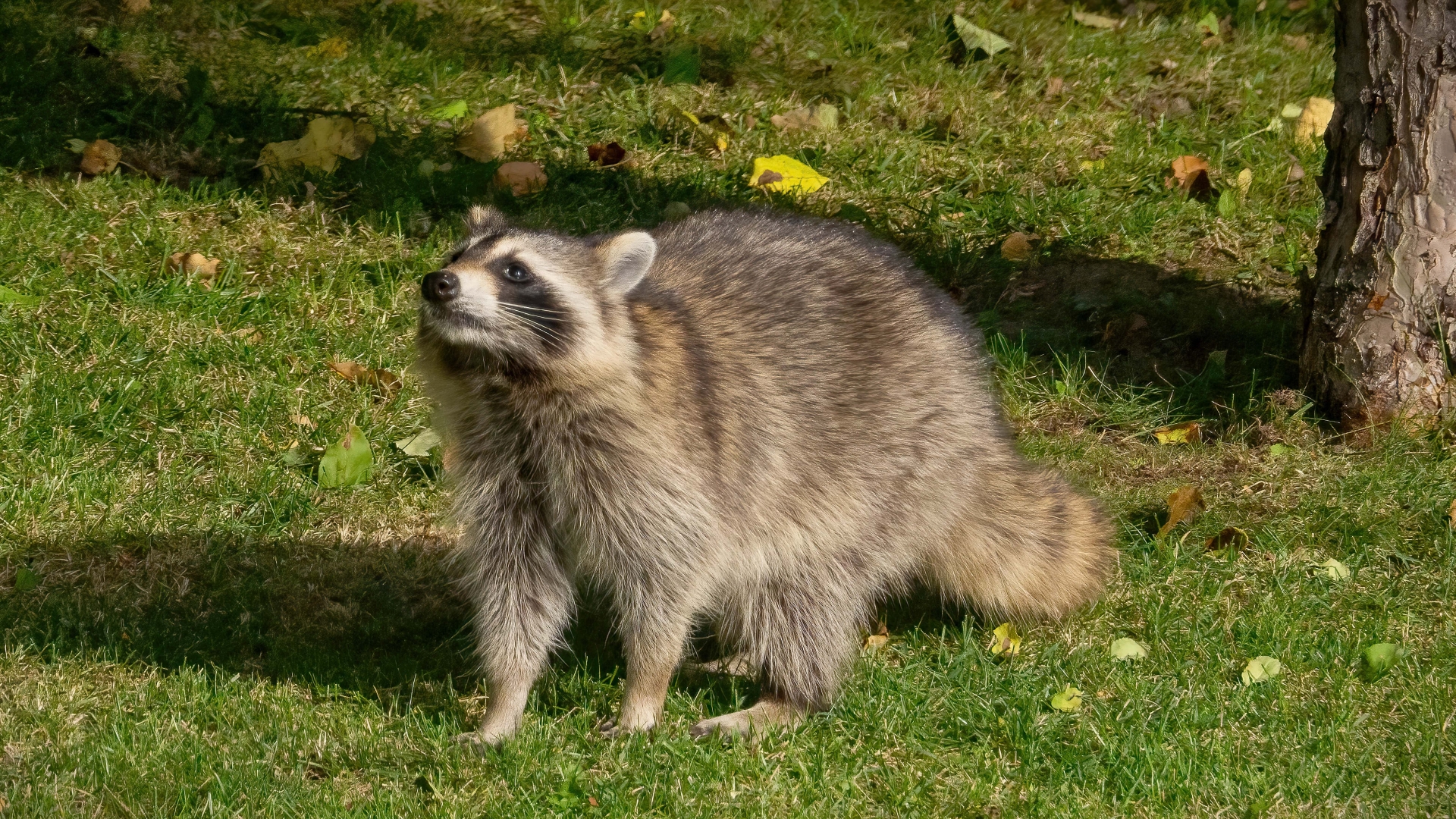 racoon in field