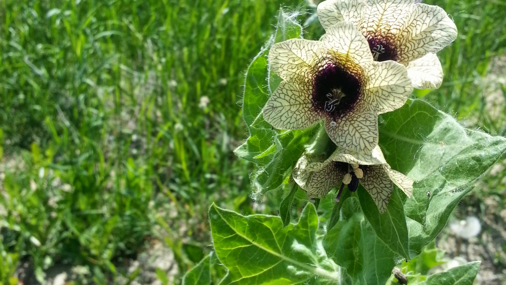 black herbicide