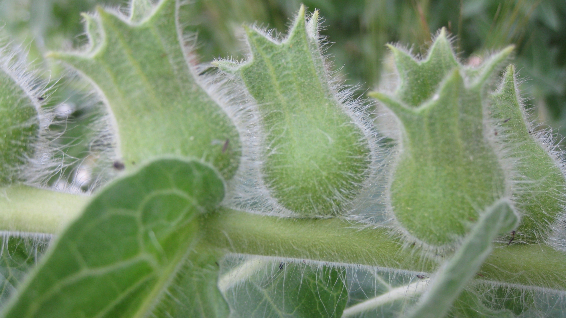 black herbicide