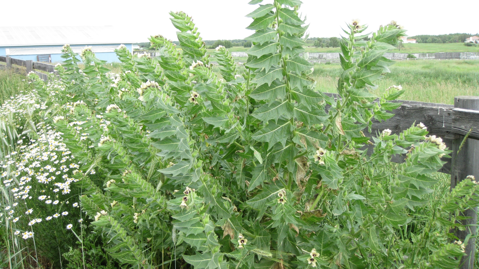 black herbicide