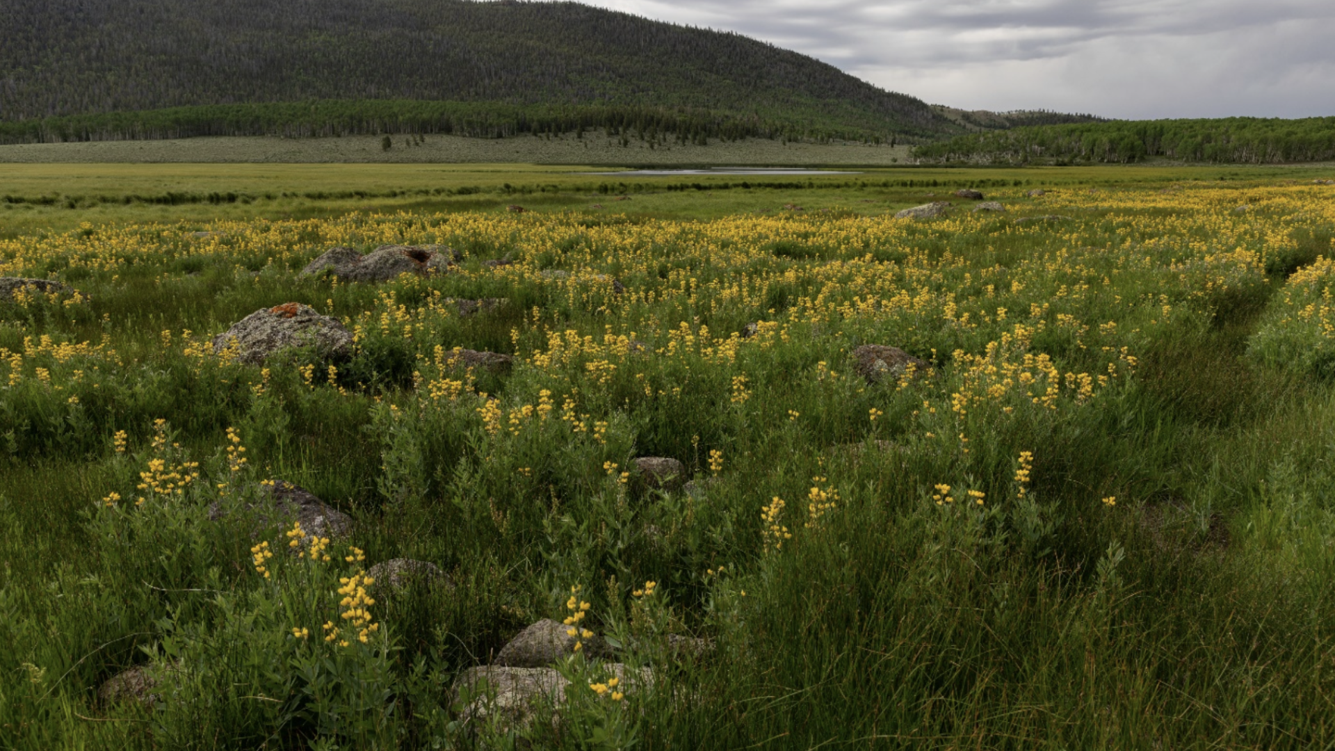 Pasture with buffalo bean