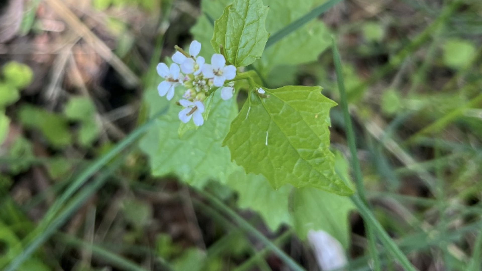Garlic Mustard