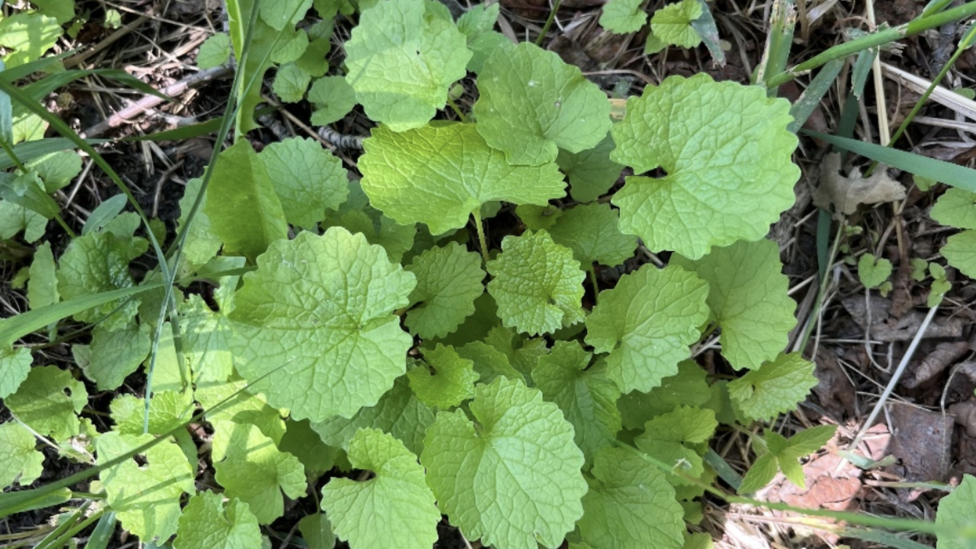 Garlic Mustard