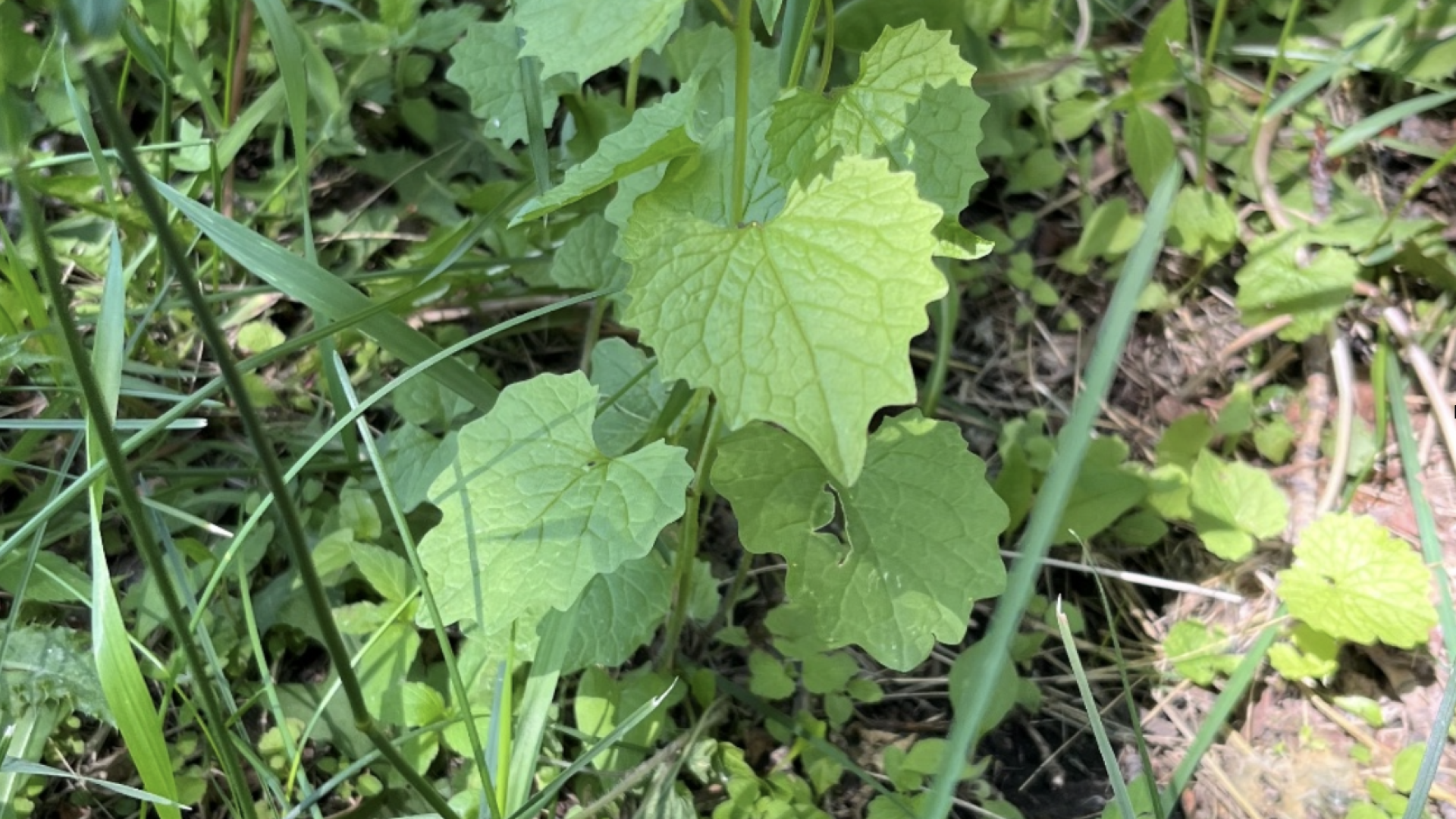 Garlic Mustard