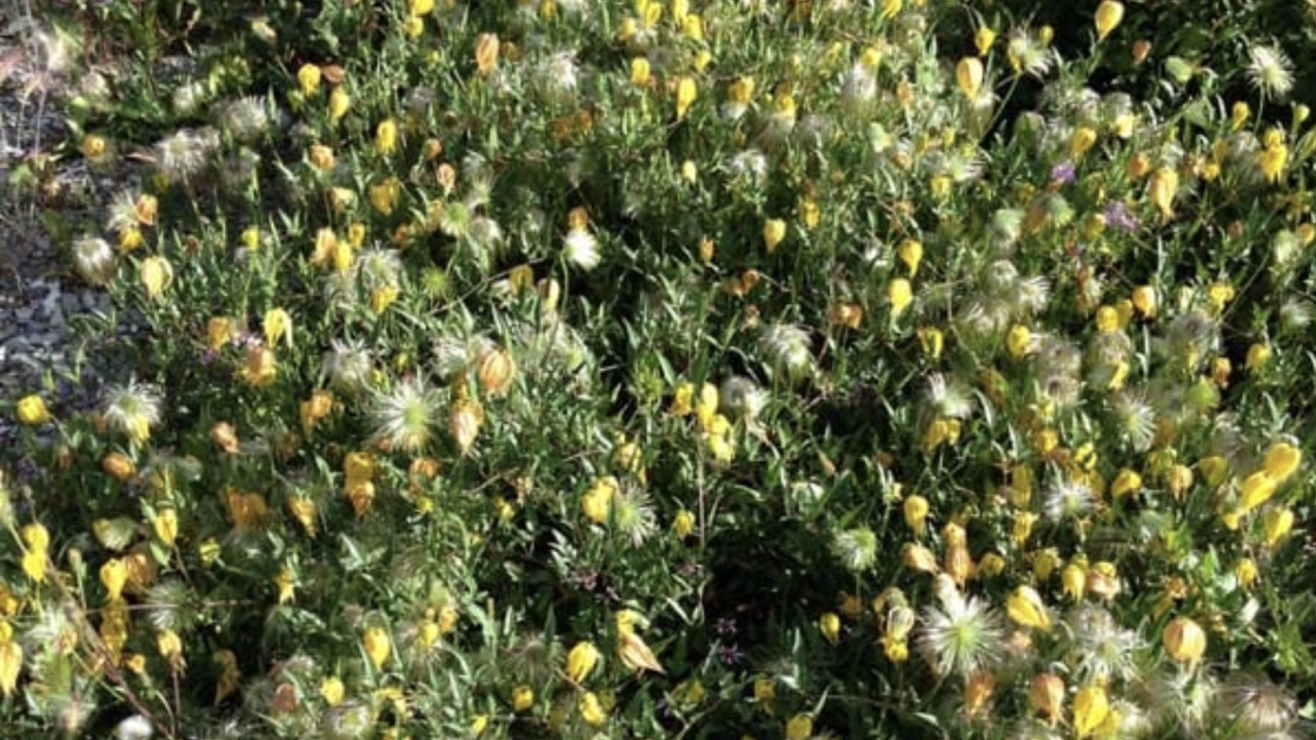 Yellow Clematis