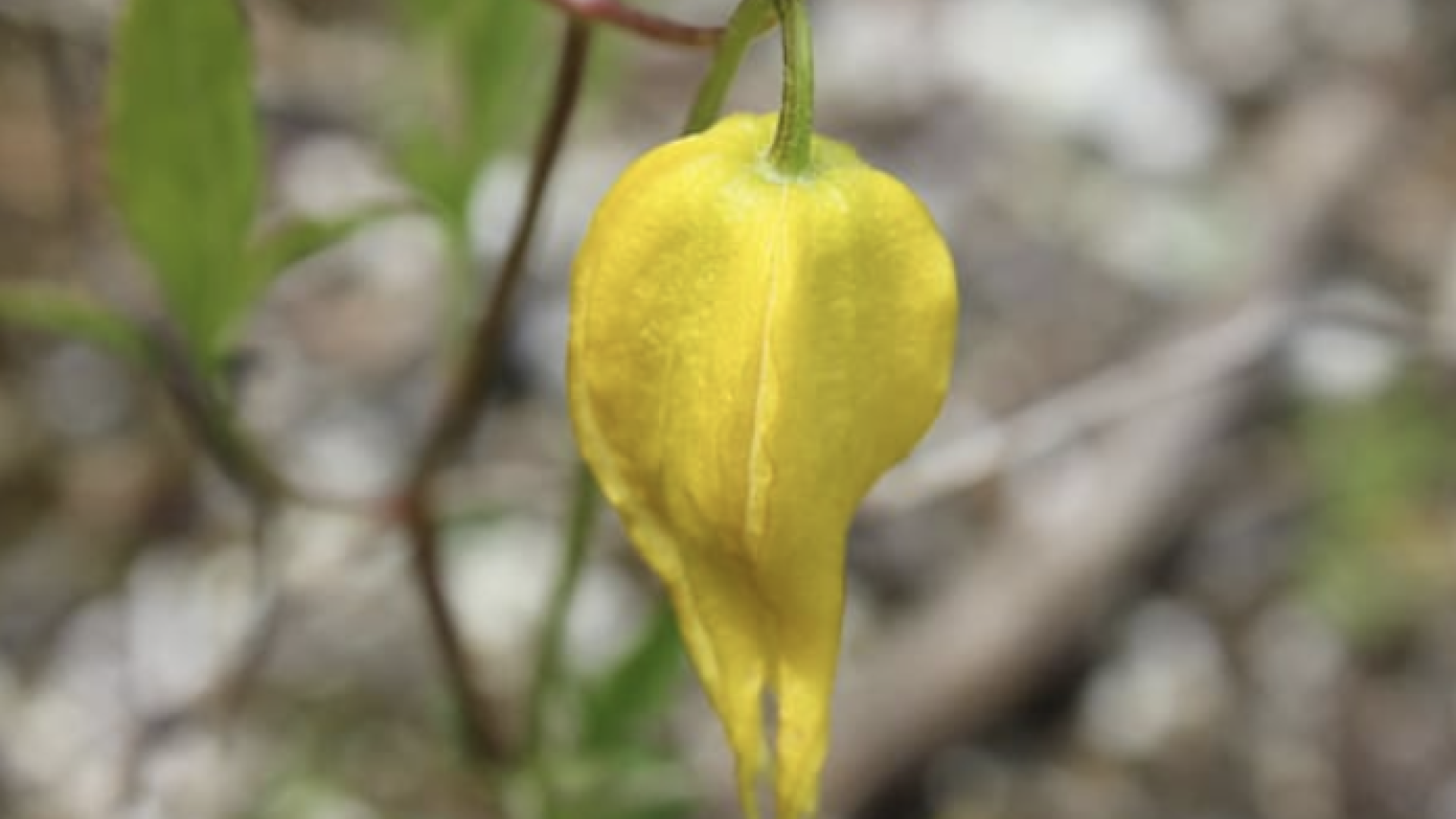 Yellow Clematis 4