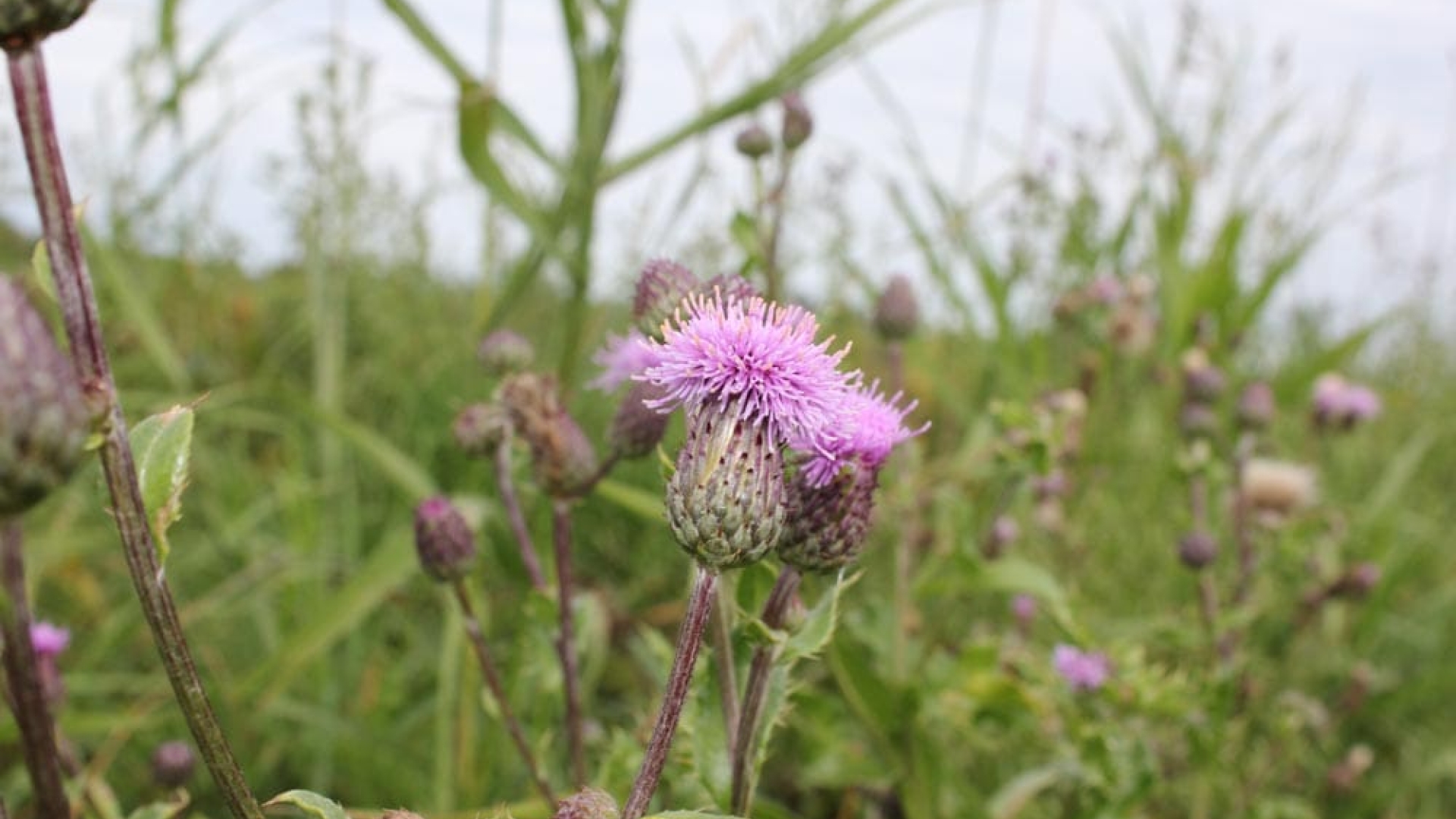 thistle