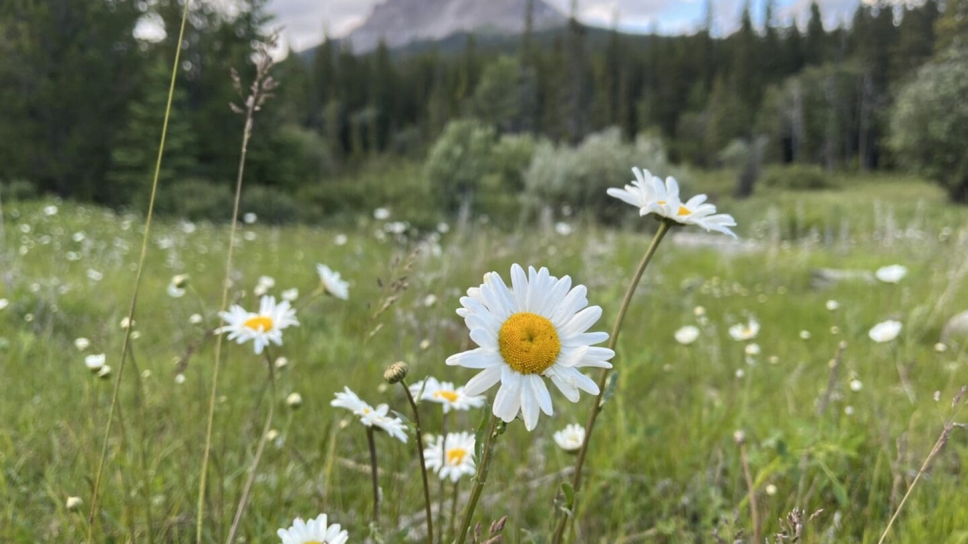 Oxeye daisy crowsnest