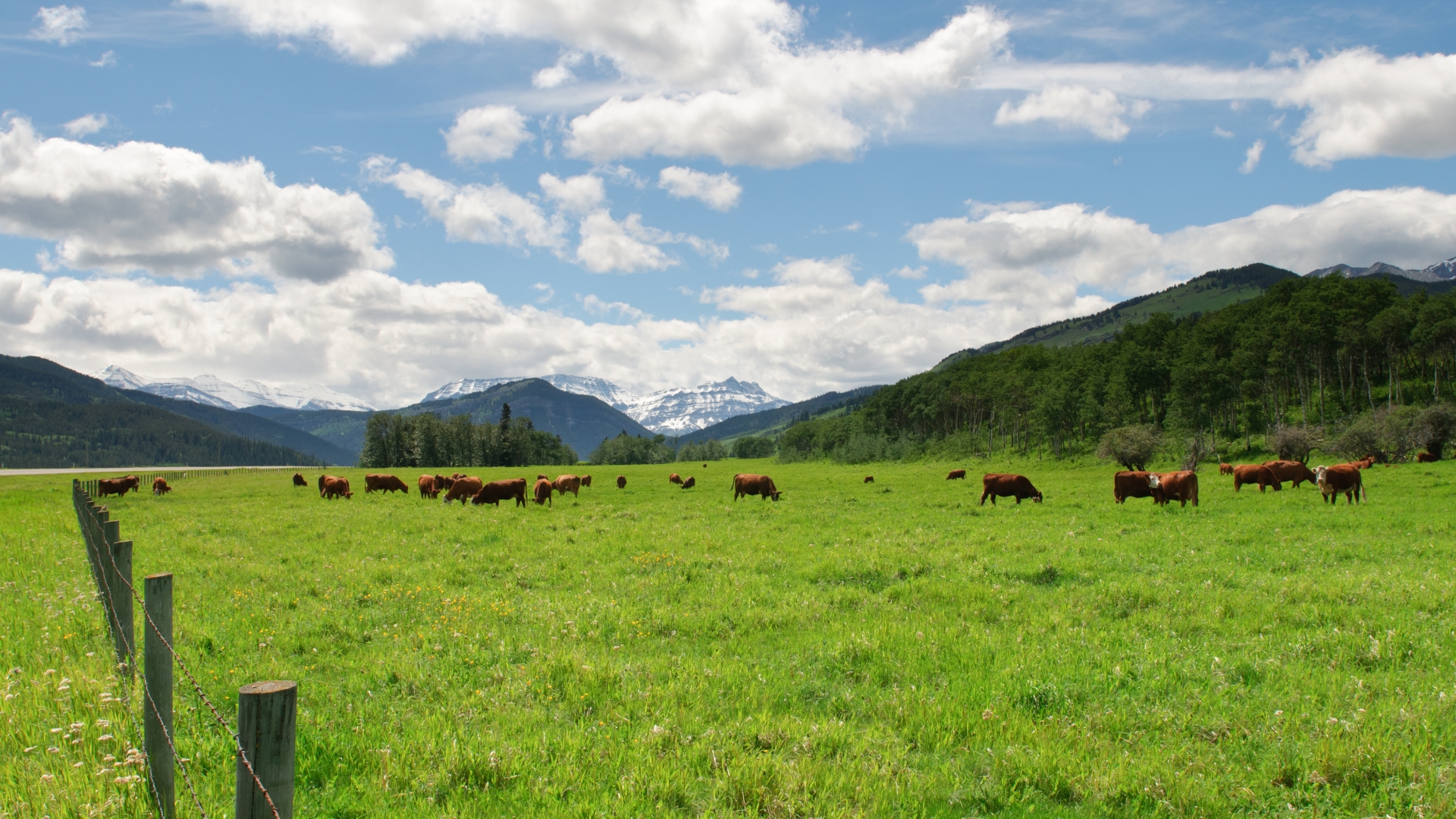 livestock in field