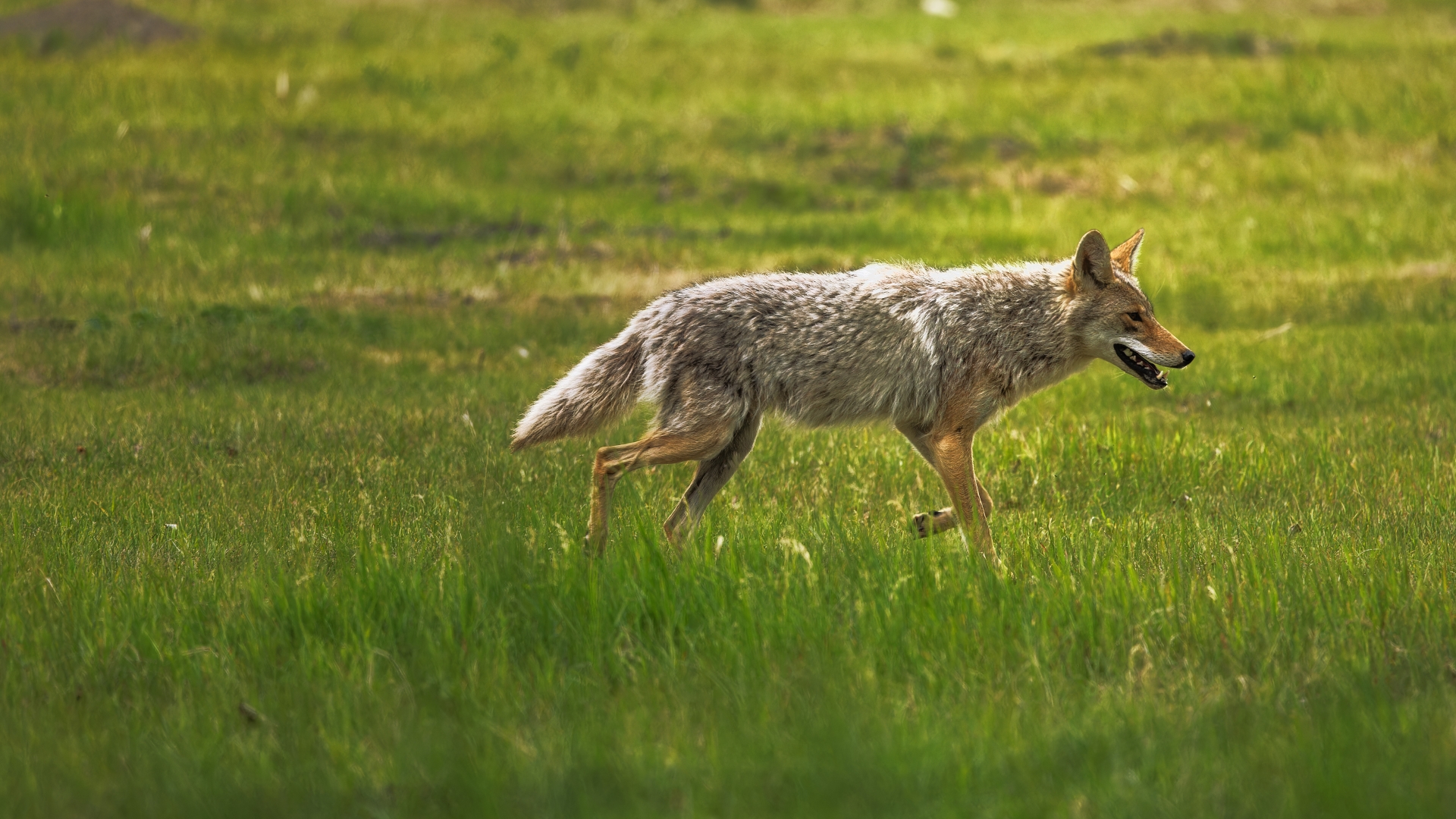 Coyote in a field.