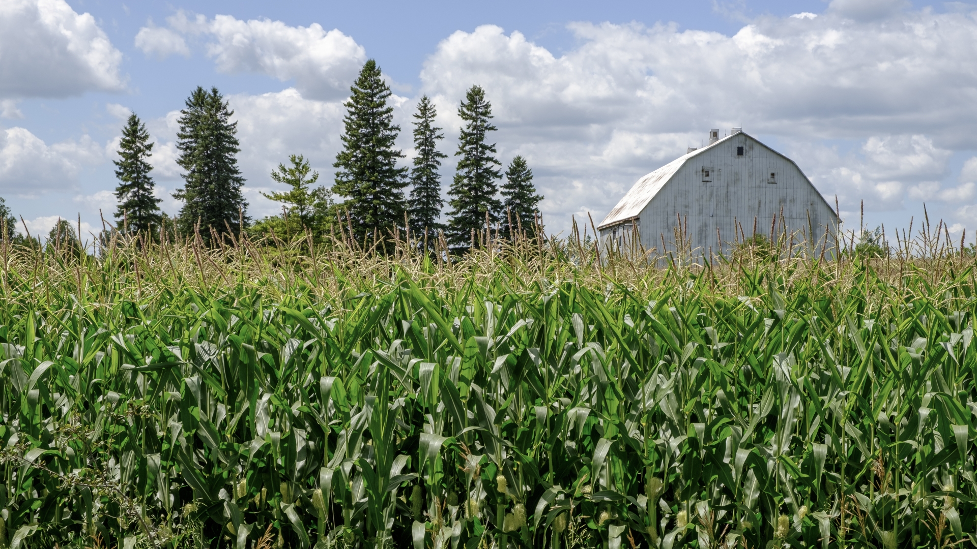 crops field