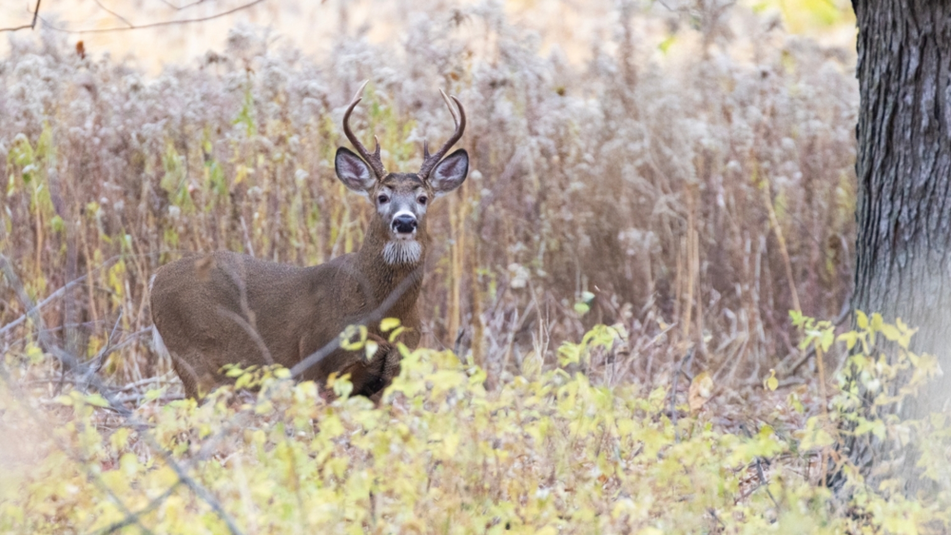 deer in woods