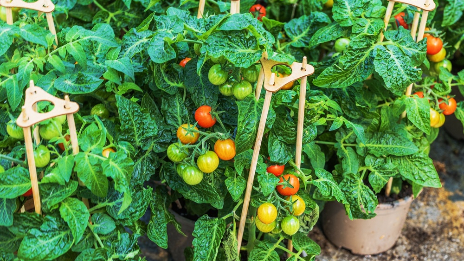 Food waste