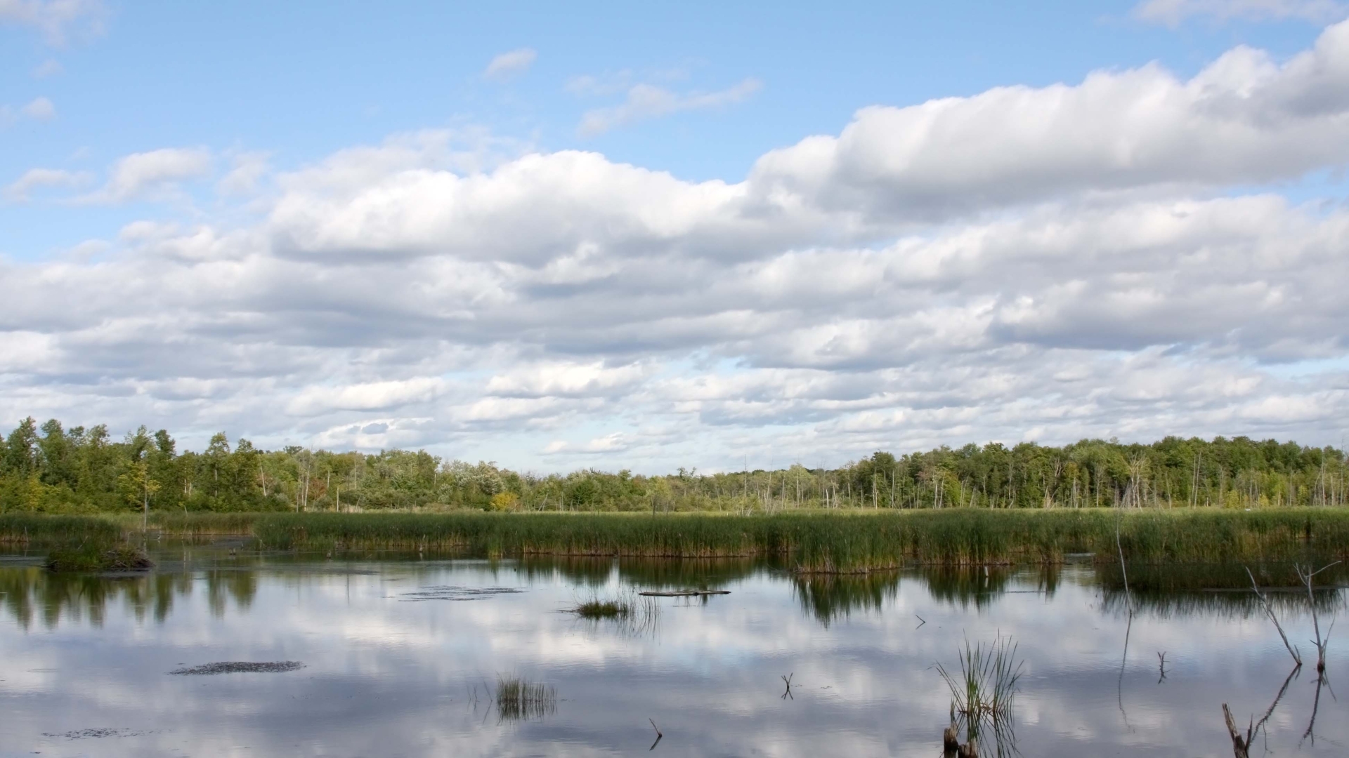 wetlands