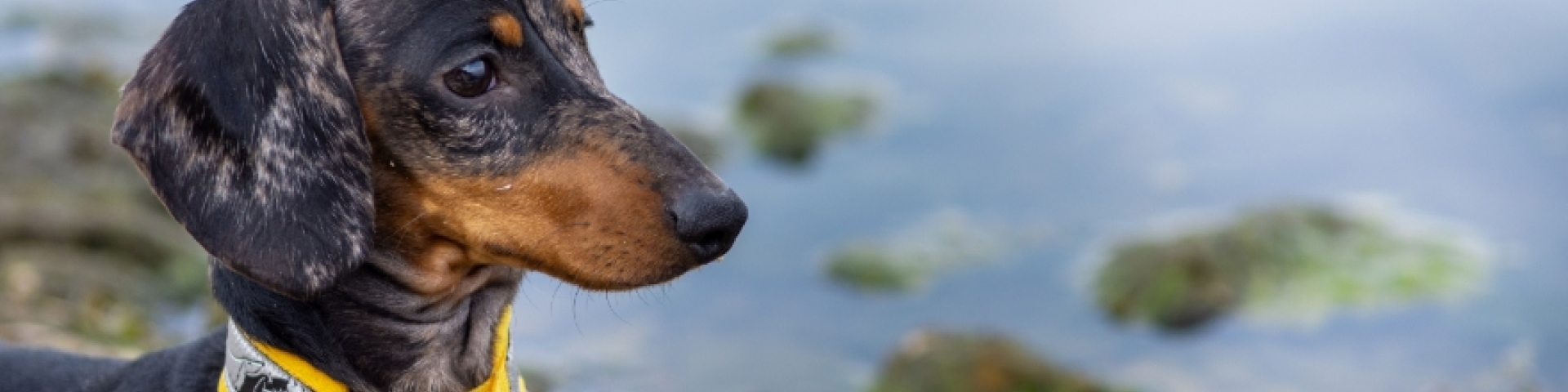 Dachshund with yellow harness by a rocky shoreline.