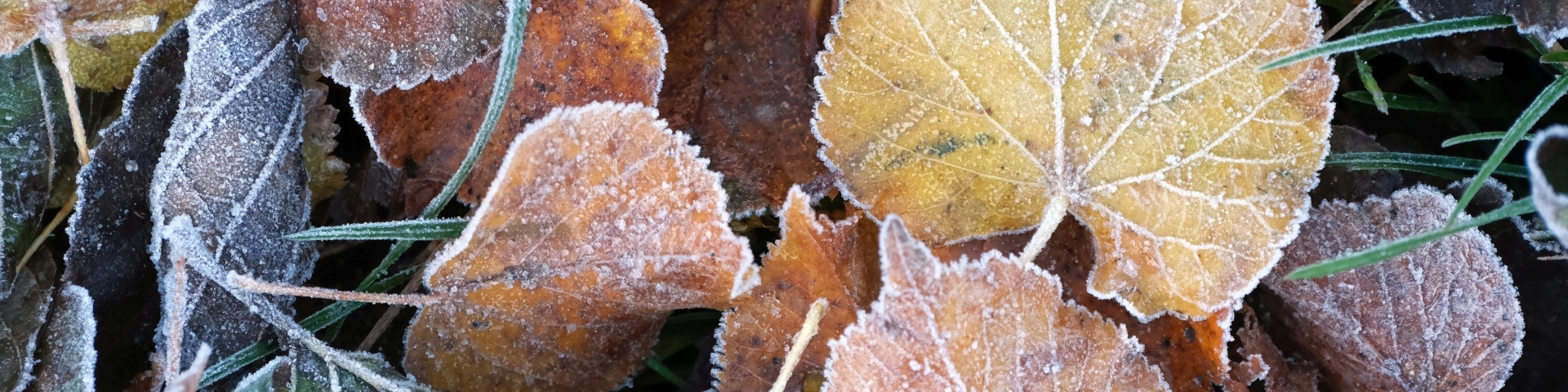 frosty leaves