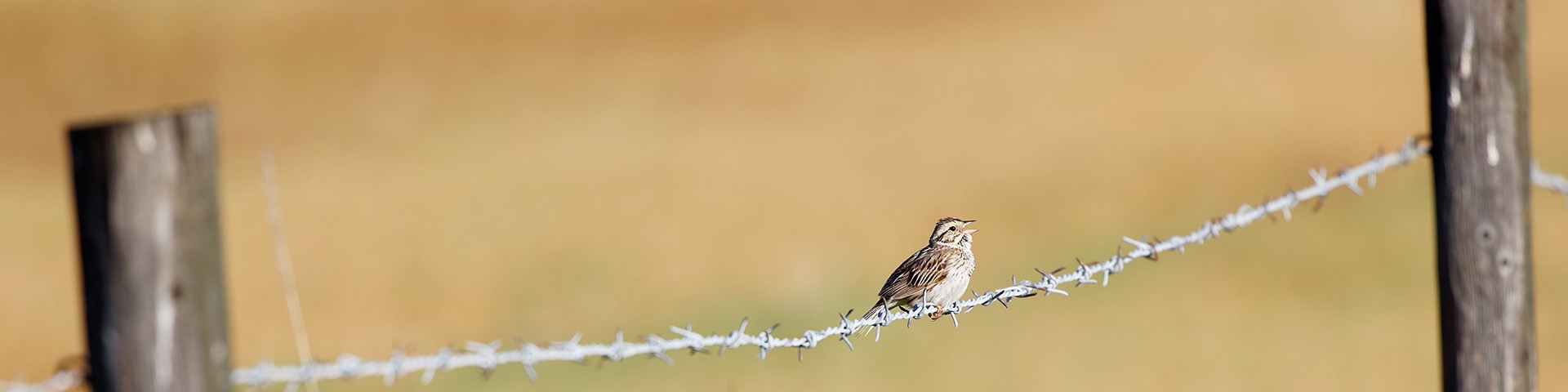 Springbank Bird
