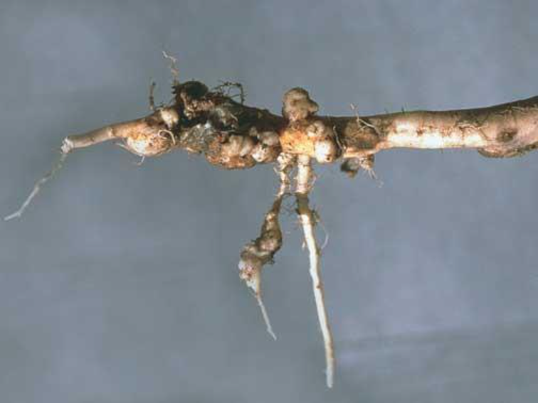 Moderately infected canola root
