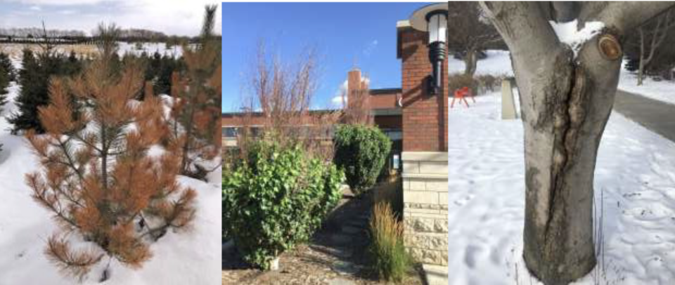 Impact of Freezing and Thawing on Trees