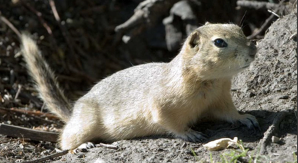 Richardson’s Ground Squirrel Management in 2026