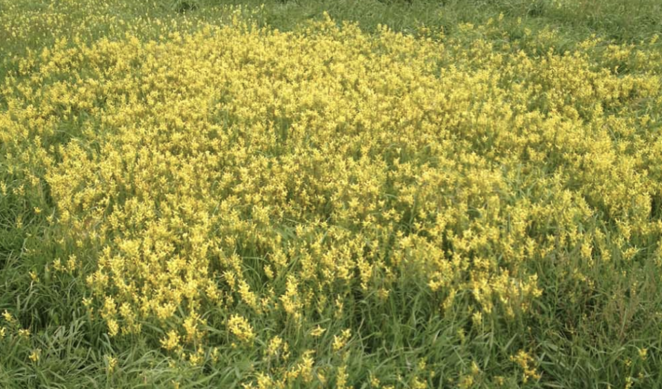 Infestation of yellow toadflax