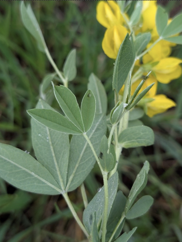 yellow toadflax