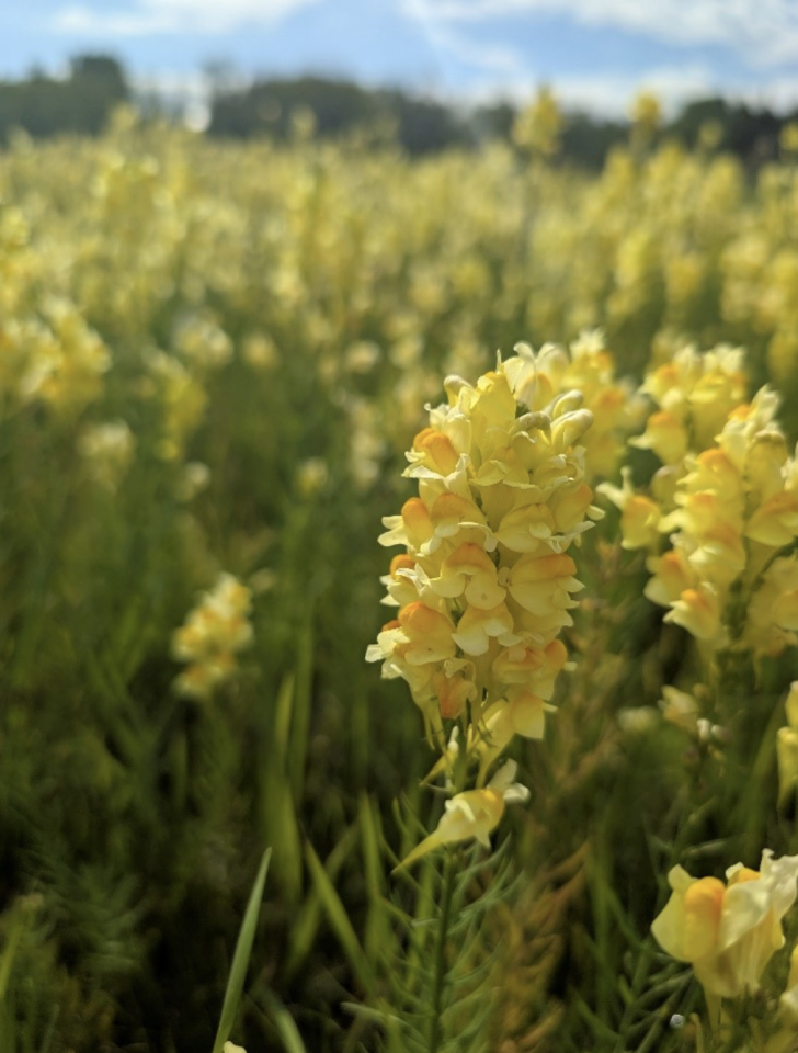 yellow toadflax