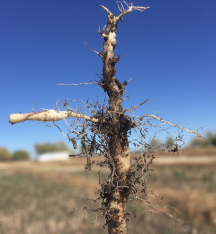 Slightly infected canola root