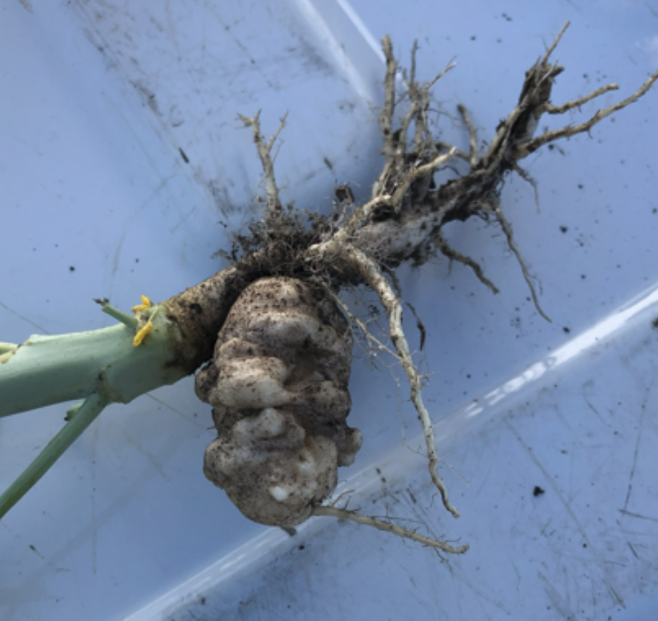 Severely infected canola root