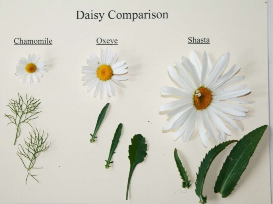Daisy Comparison