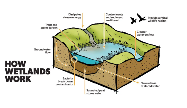 How wetlands work
